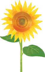 ひまわり　水彩イラスト