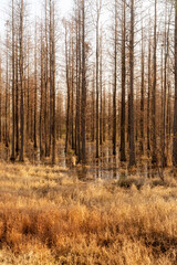 Dead trees reflected in swamp water