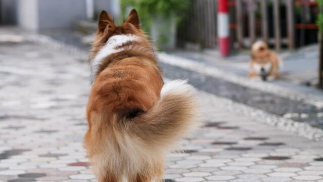 Rear view of cute rough collie dog standing and wagging its tail towards small brown dog lying on ground, friendly greeting between two dogs, 4k slow motion footage.