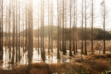 Obraz premium Dead trees reflected in swamp water