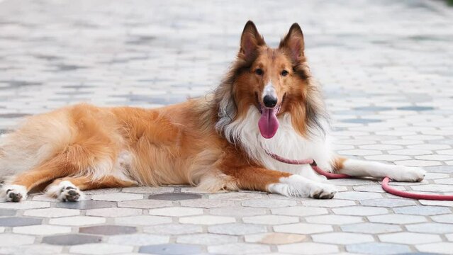 Cute rough collie dog lying on ground and looking at camera with black eyes, alert dog in windy day, 4k slow motion footage.