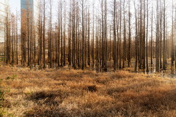 Dead trees reflected in swamp water