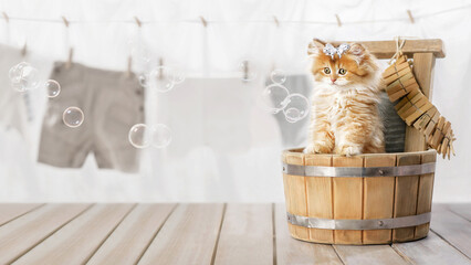 Cute fluffy kitten with a bow in a wash basin and with soap bubbles. Blurred background of washed and hung things. Banner, blank for an advertising layout with a place for writing.