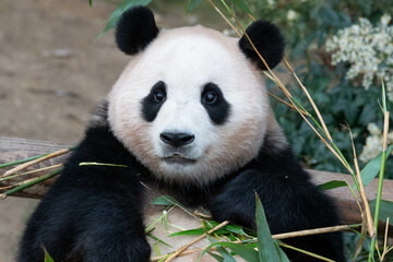 Close up Happy Panda, Fu Bao © foreverhappy