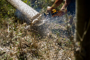 a small wooden pieces everywhere while cutting tree