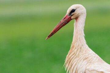 White stork portrait