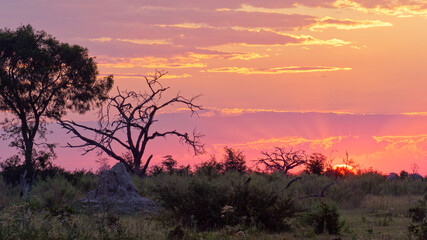 Fototapeta na wymiar Amazing sunset over Okavango Delta, Botswana, Africa