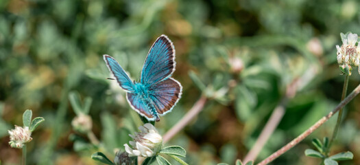 The common blue butterfly Polyommatus icarus is a butterfly in the family Lycaenidae and subfamily Polyommatinae