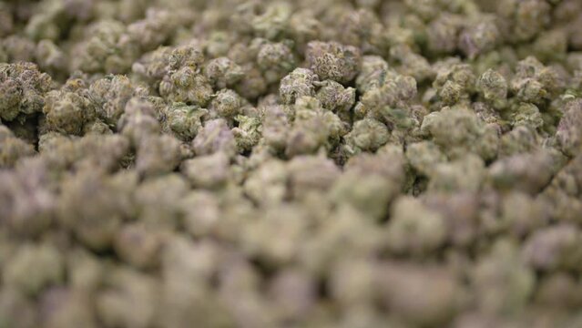 Camera flyover Marijuana nuggets, white label cannabis production Close-up shot