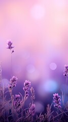 Plakat Lavender field background
