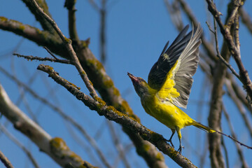 Obraz premium eurasian golden oriole