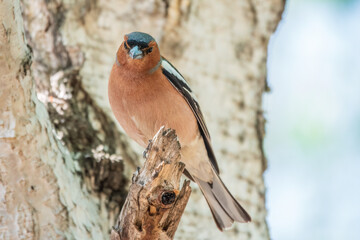 Common chaffinch, Fringilla coelebs, sits on a tree. Common chaffinch in wildlife.