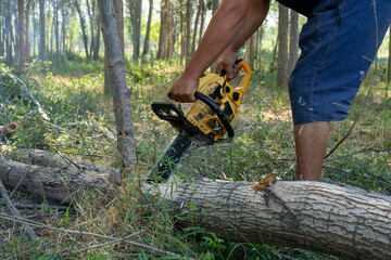 a man cutting a fallen tree with a chainsaw in hot day