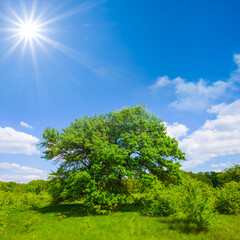 Fototapeta na wymiar alone green oak tree on forest glade at the sunny day