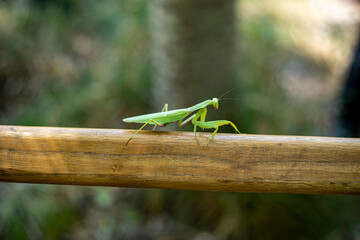 a big green mantis in a deep forest