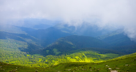 green fir forest in misty mountain valley