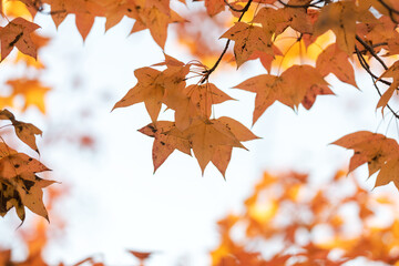 maple leaf red autumn sunset tree blurred background