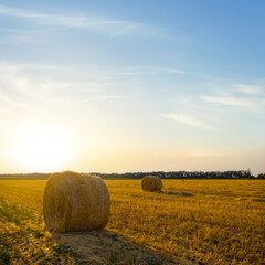 summer wheat field with haystack at the sunset, summer agricultural industry scene