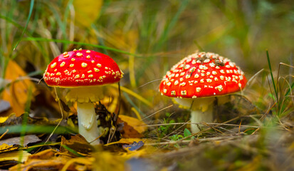 closeup red flyagaric mushroom in forest, autumn natural background