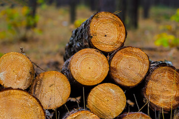 closeup heap of tree trunk lie in the forest, outdoor deforestatin scene