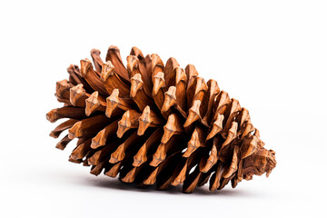 Fir cone on white background