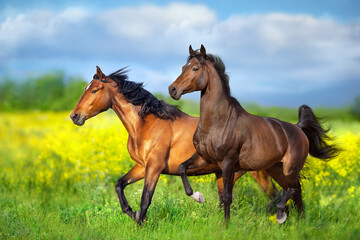 Two Horse run in yellow flowers - 630207637