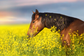 Horse on yellow flowers