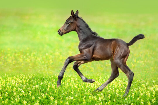 Bay foal run gallop on meadow