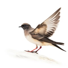 Ashy storm-petrel bird isolated on white. Generative AI