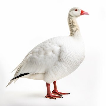 Emperor Goose - eBird