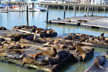Pier39 San Francisco, California, USA - April 28, 2023. Sea lions laying on floating raft at Pier 39 sightseeing area.