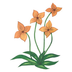 Watercolor illustration of an orange flower in medieval style. Made by hand isolated on transparent background