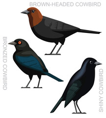 Cute Bird Shiny Cowbird Set Cartoon Vector