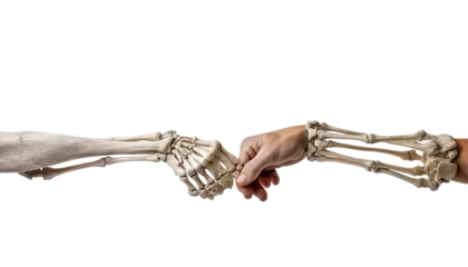 Fotobehang Skeleton hands holding a sign or object, adding a skeletal touch to anything, Halloween skeleton hands, bony fingers, skeletal grip, spooky gestures © gfx_nazim