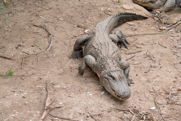 Alligators have a long, rounded snout that has upward facing nostrils at the end. Alligators have a...