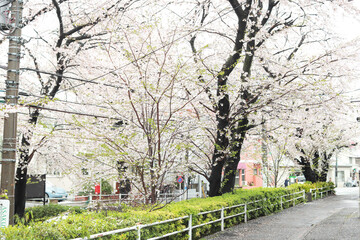 Fototapeta na wymiar cherry blossom in Japan