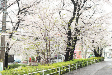 cherry blossom in Japan