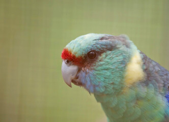 The Australian Ringneck mostly green, with an obvious yellow band on the hind-neck. Members of the...