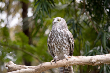 The barking owl has bright yellow eyes and no facial-disc. Upperparts are brown or greyish-brown, and the white breast is vertically streaked with brown