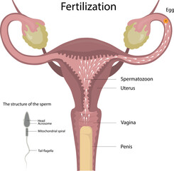Fertilization of the egg. Sperm movement. The structure of the sperm. Fertility