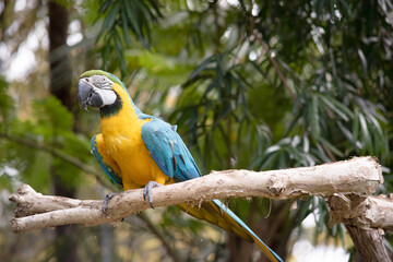 The blue and gold macaws forehead feathers are green. Wing feathers are blue with green tips; underwing coverts and breast are yellow-orange.