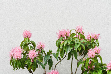 不思議なピンク色の花　サンゴバナ