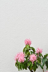 不思議なピンク色の花　サンゴバナ