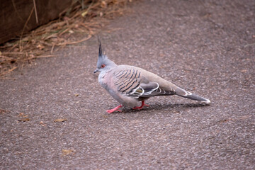 The Crested Pigeon is a stocky pigeon with a conspicuous thin black crest.