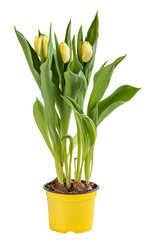 Yellow tulips flower