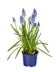 Blue muscari flowers in flowerpot