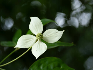 コルヌス・ホンコンエンシスの白い花