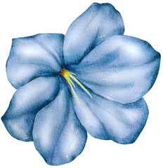 Blue Flower Watercolor Illustration