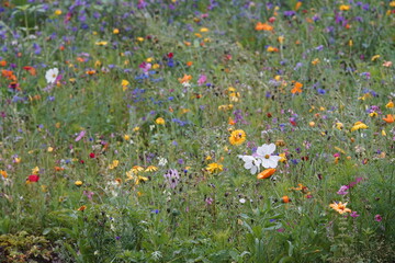 Blumenwiese im Sommer mit bunter Mischung