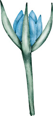 Blue Flower Watercolor Illustration